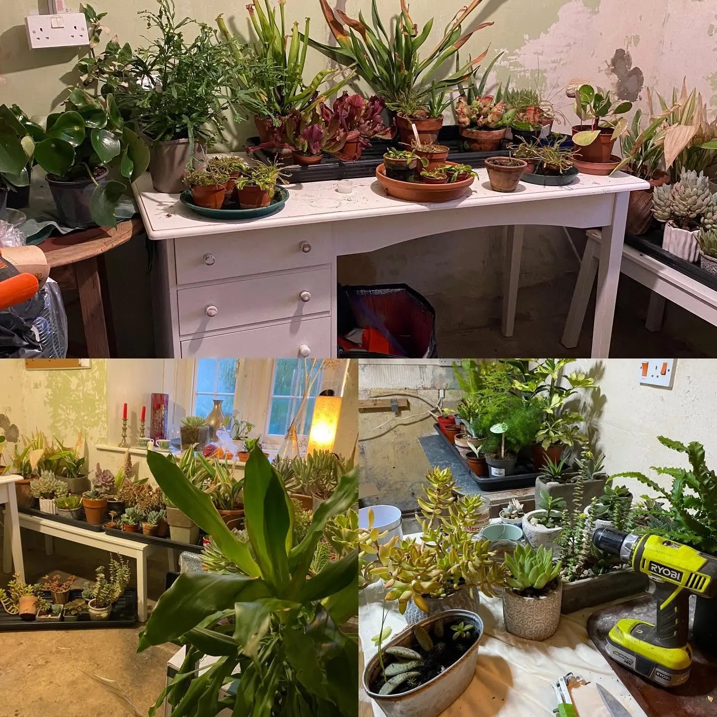 Plant-filled workroom at Neston Flowers